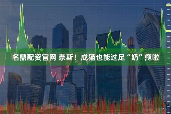 名鼎配资官网 奈斯！成猫也能过足“奶”瘾啦